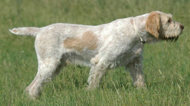 Spinone Italiano foto in primo piano