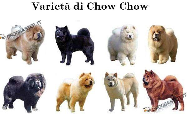 esemplari del chow chow inizio slide