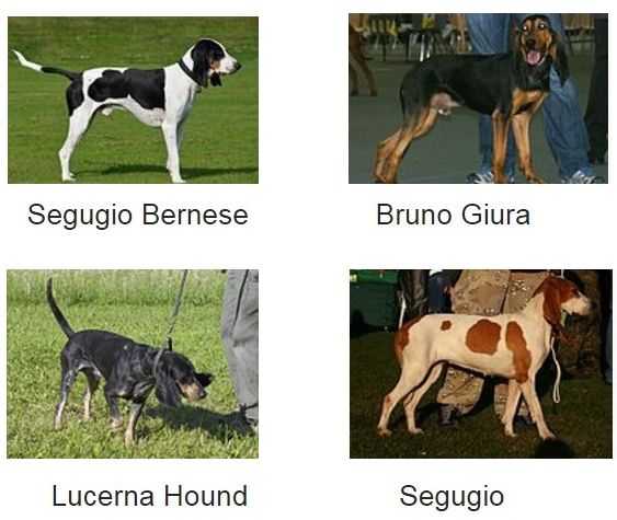 Le quattro varietà di cani svizzeri