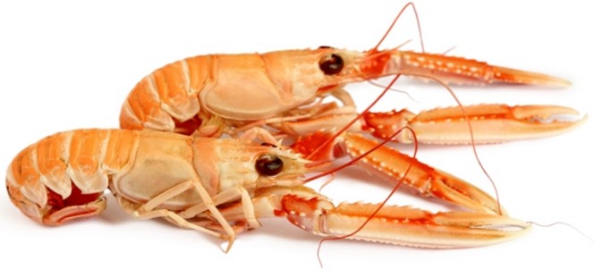 antipasto con scampi