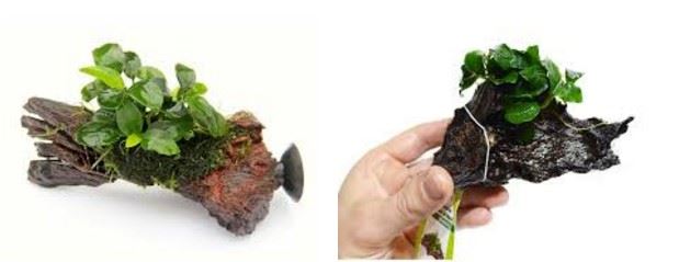 acquario elementi decorativi piante roccia