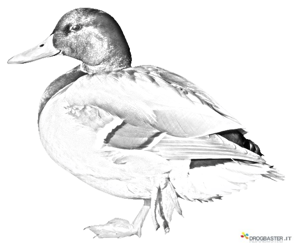 anatra da colorare