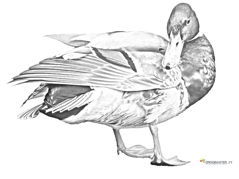 anatra pulisce il piumaggio