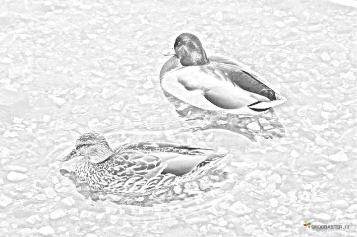 anatre nuotano nel lago
