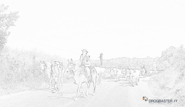 cavalli transumanza con animali allevamento