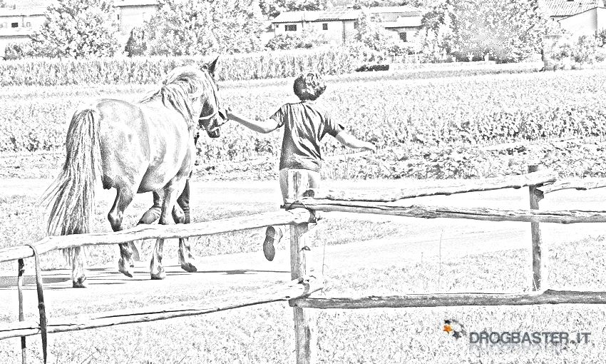 cavallo ippica da stampare