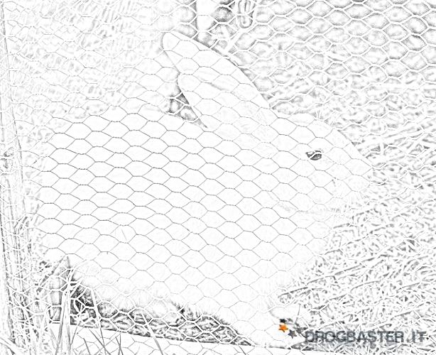 coniglio allevamento da colorare