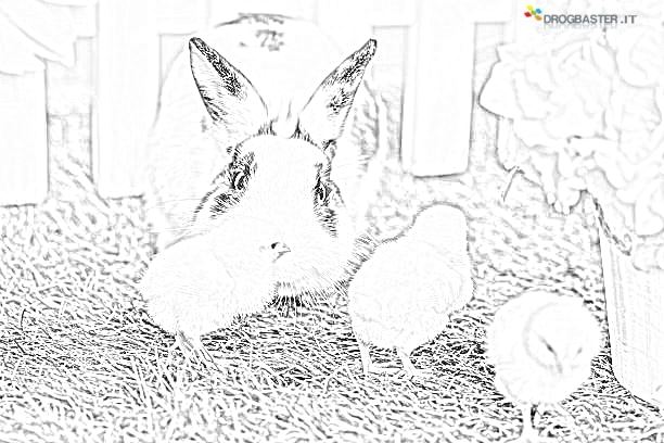 coniglio con pulcini