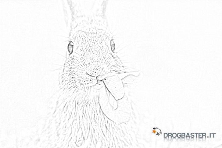 coniglio mangia erba