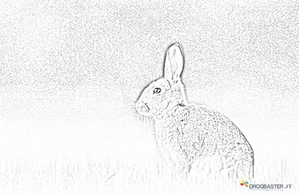 coniglio selvatico europeo