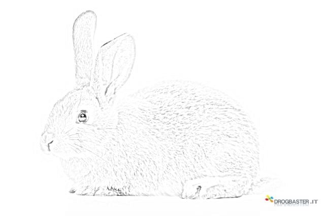 coniglio da stampare
