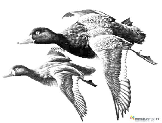 coppia di anatre in volo