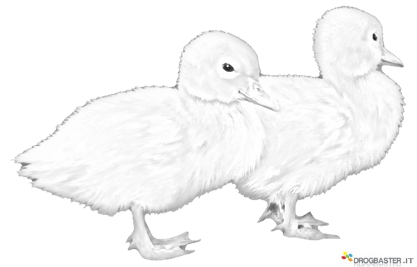 coppia di anatroccoli