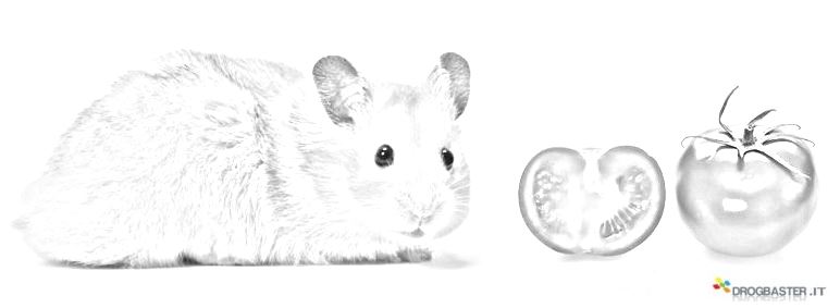 criceto disegno da stampare