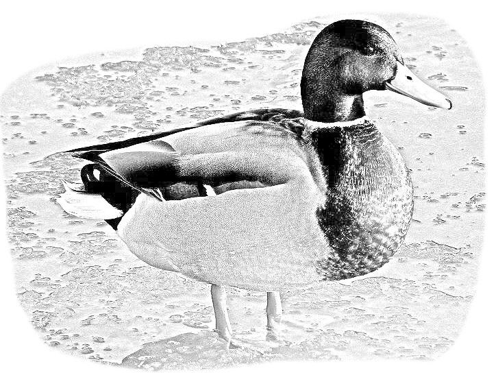 disegno anatra