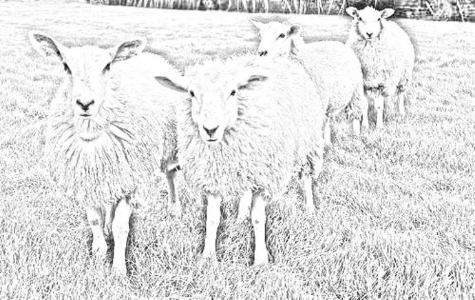 disegno animale pecorelle