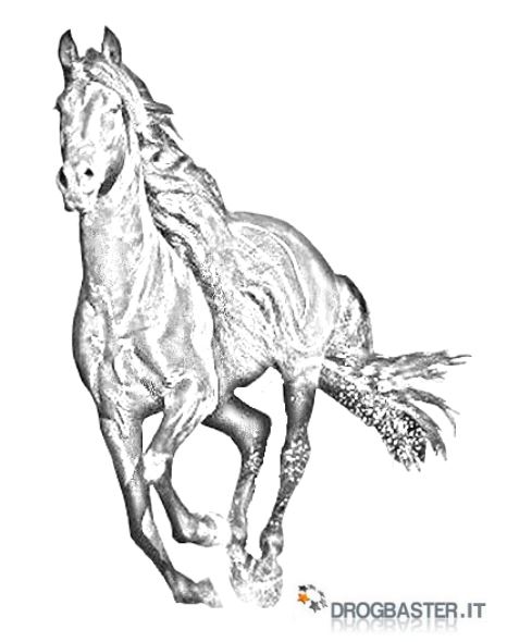 disegno bianco e nero stallone