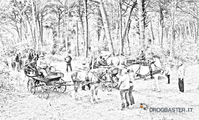 disegno carezze e cavalli nel bosco