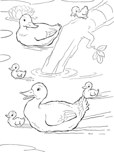 disegno da stampare anatre