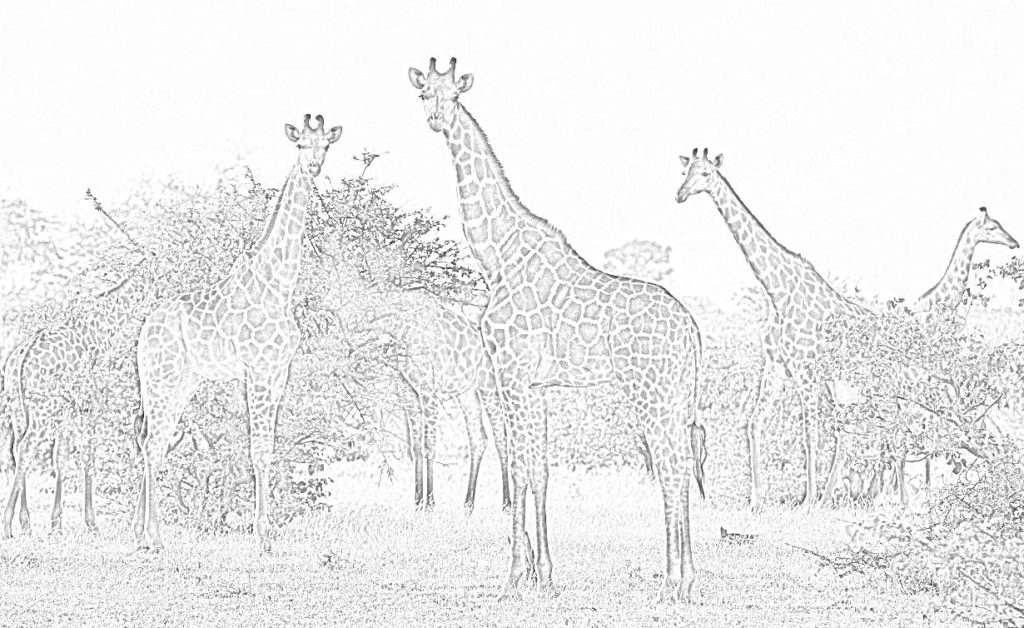 disegno da stampare giraffe