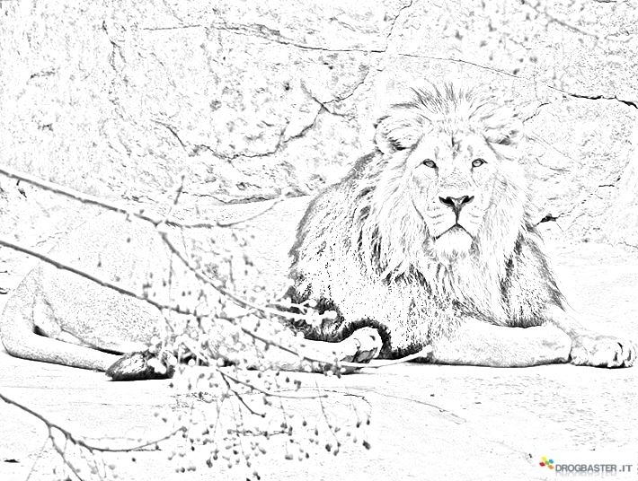 disegno leone asiatico