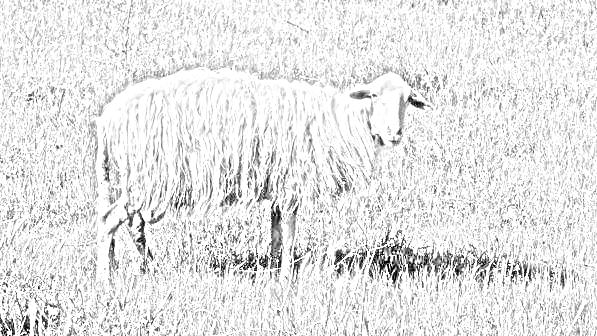 disegno pecorella