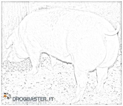 disegno suino