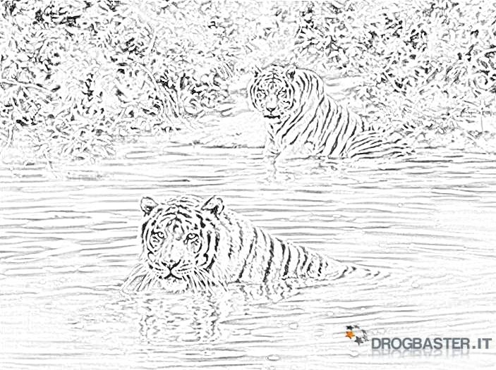 disegno tigre stagno