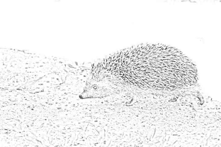 disegni piccolo riccio