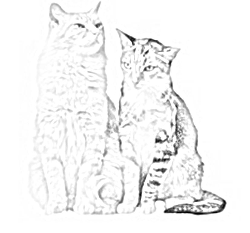 due gatti seduti