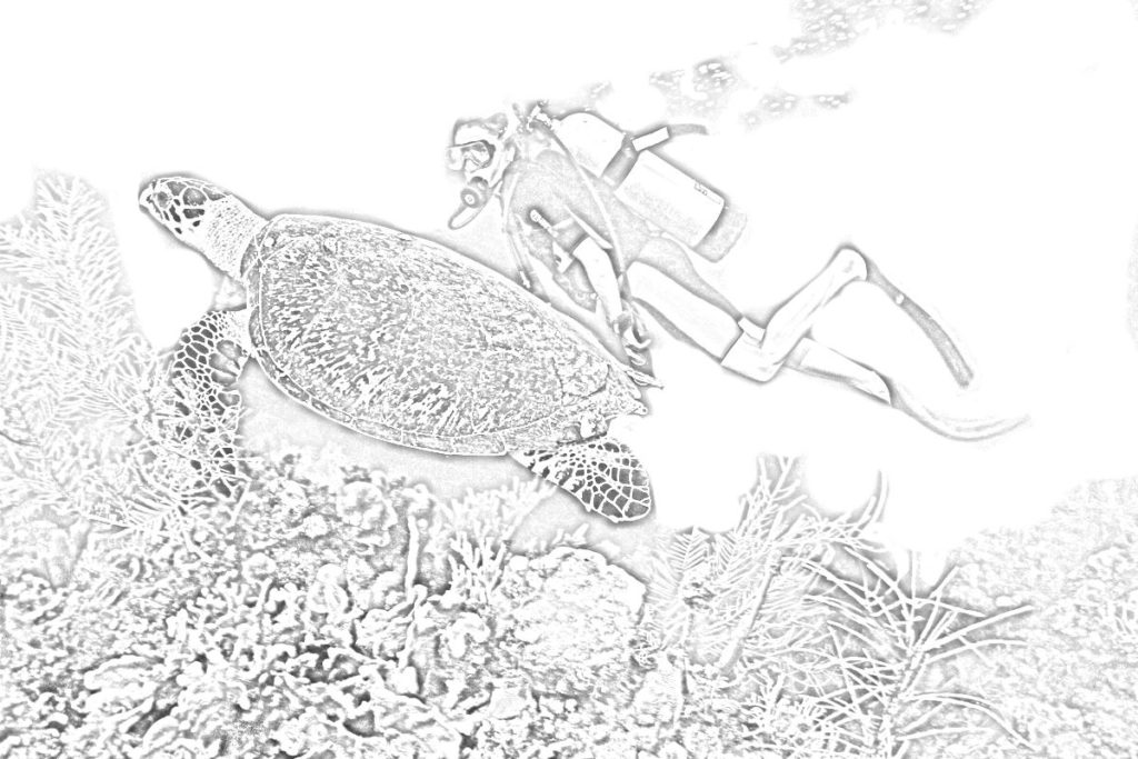 enorme tartaruga marina con sub