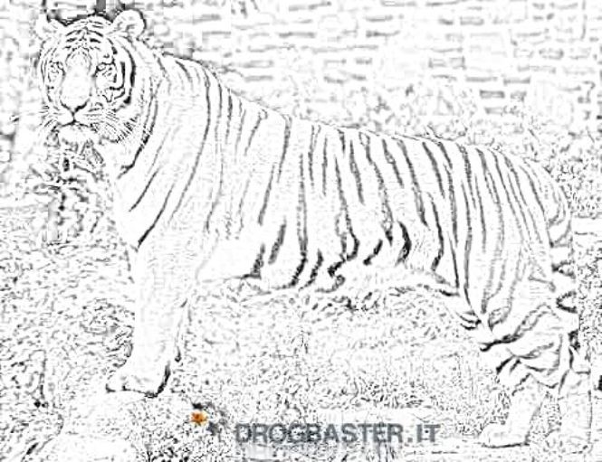 esemplare tigre della malesia