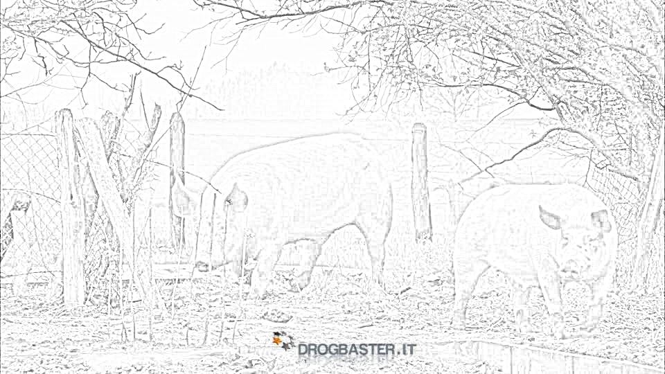 fattoria maiale ricerca del cibo