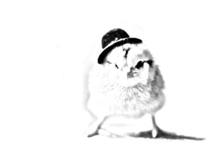 foto di un pulcino con cappello