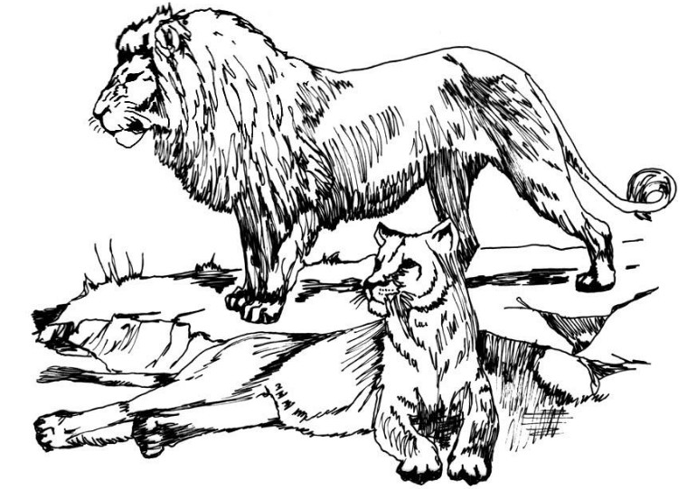 leone maschio e feminna