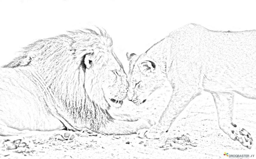 leone maschio femmina