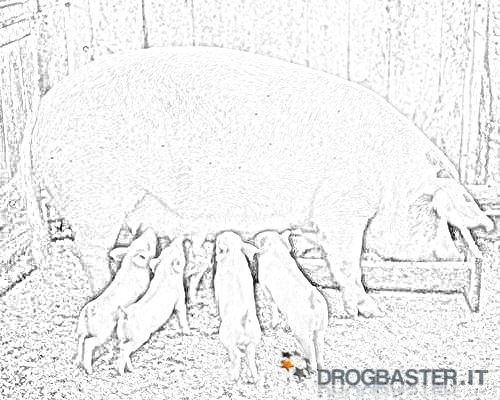 maiale allatta i maialini