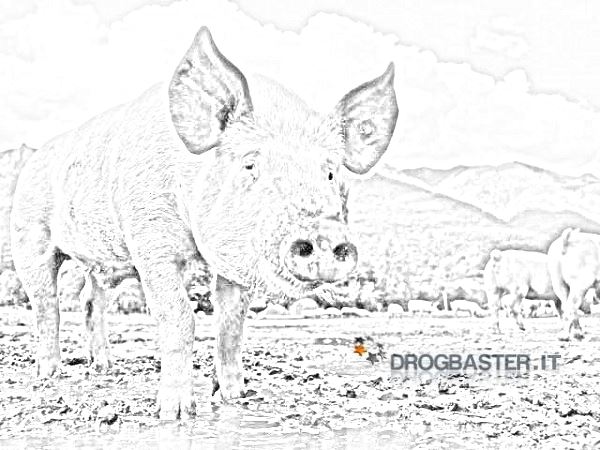 disegno maiale nel fango