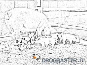 maiale nella fattoria