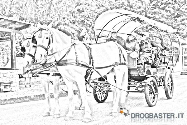 passeggiata in carrozza turismo cavallo