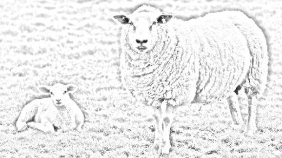 pecora e agnellino