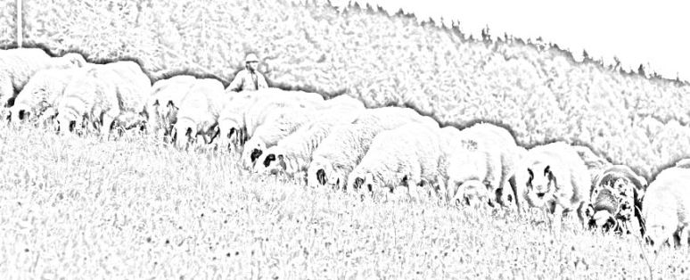 pecore allevamento domestico