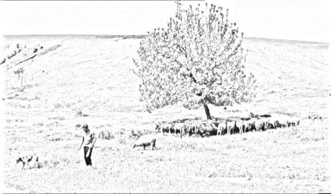 pecore allevatore al pascolo