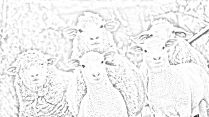 pecore disegno