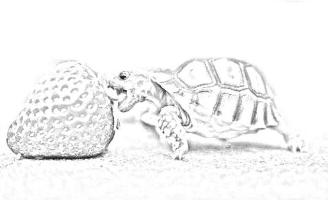 piccola tartaruga morde fragola