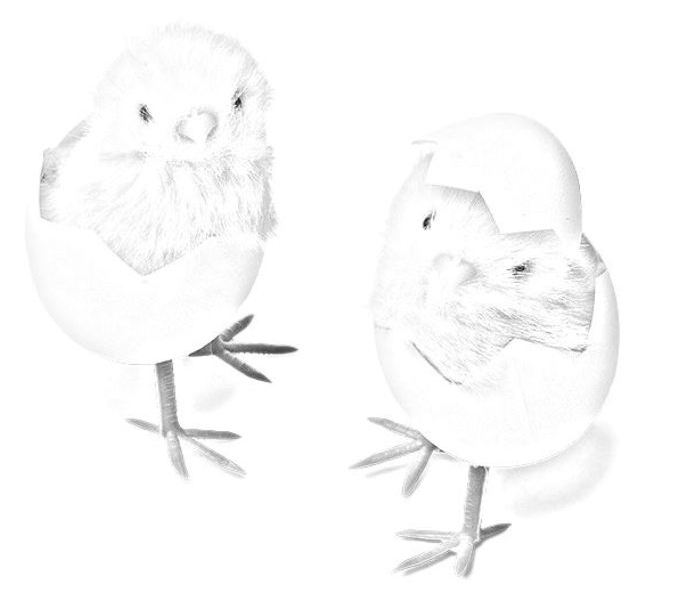 piccoli pulcini nel loro guscio