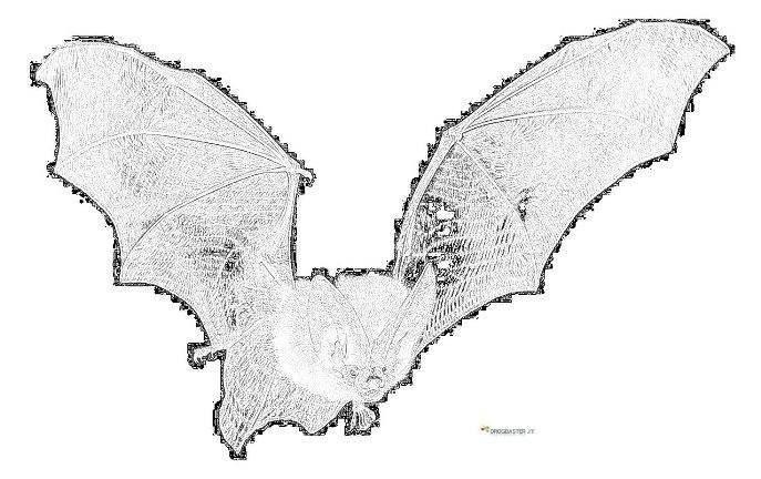piccolo pipistrello disegno