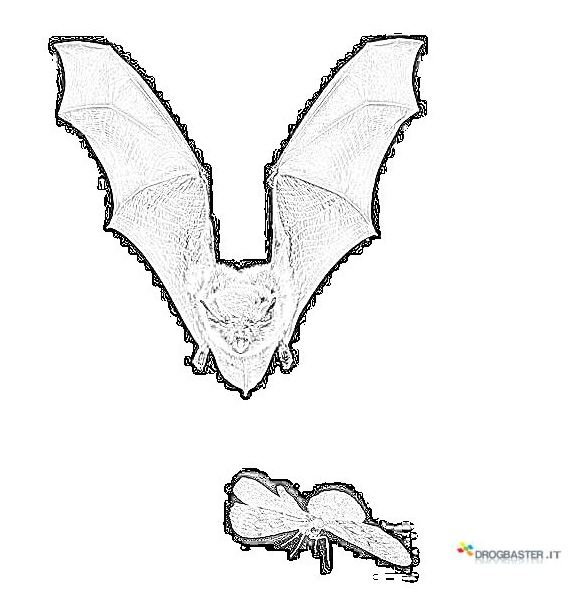 pipistrello farfalla