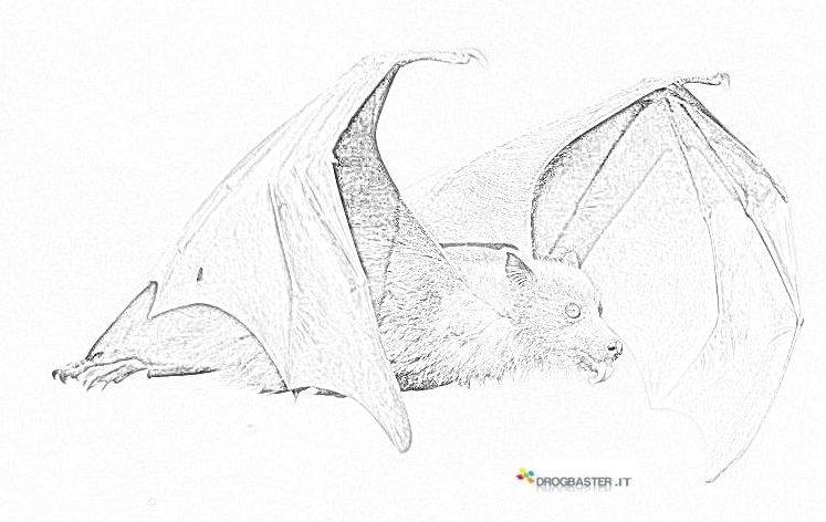 pipistrello in volo