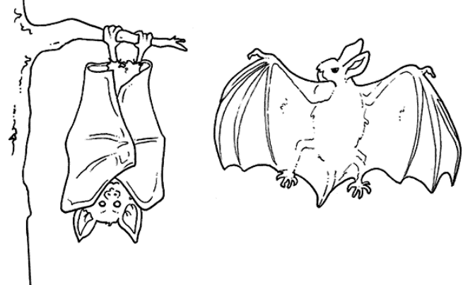 pipistrello dimensioni